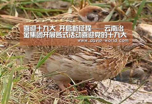 喜迎十九大 开启新征程——云南冶金集团开展各式活动喜迎党的十九大:AG平台(图2) AG国际厅